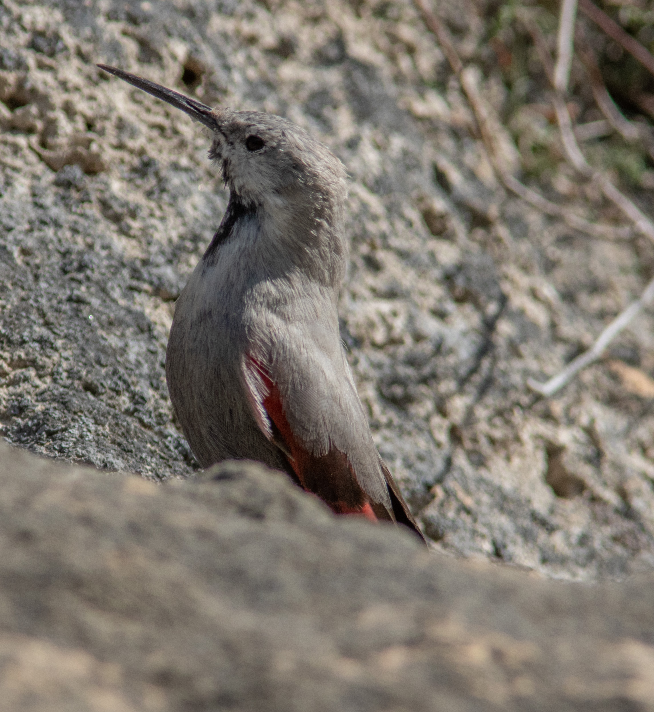 Miniature